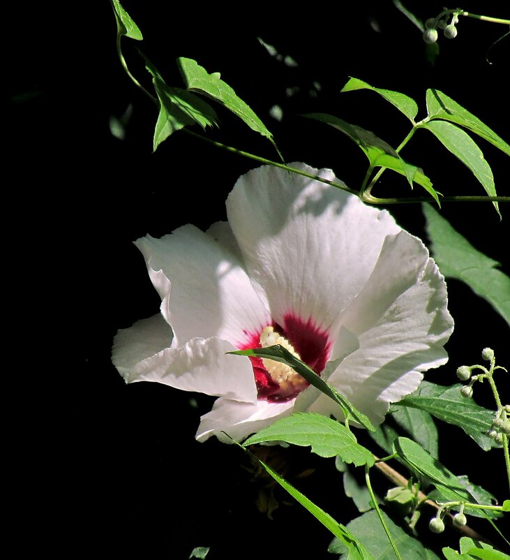 Растительный мир - Роман Савоцкий Растительный мир - Роман Савоцкий