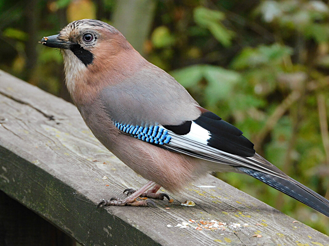 Сойка - Лина Сойка - Лина