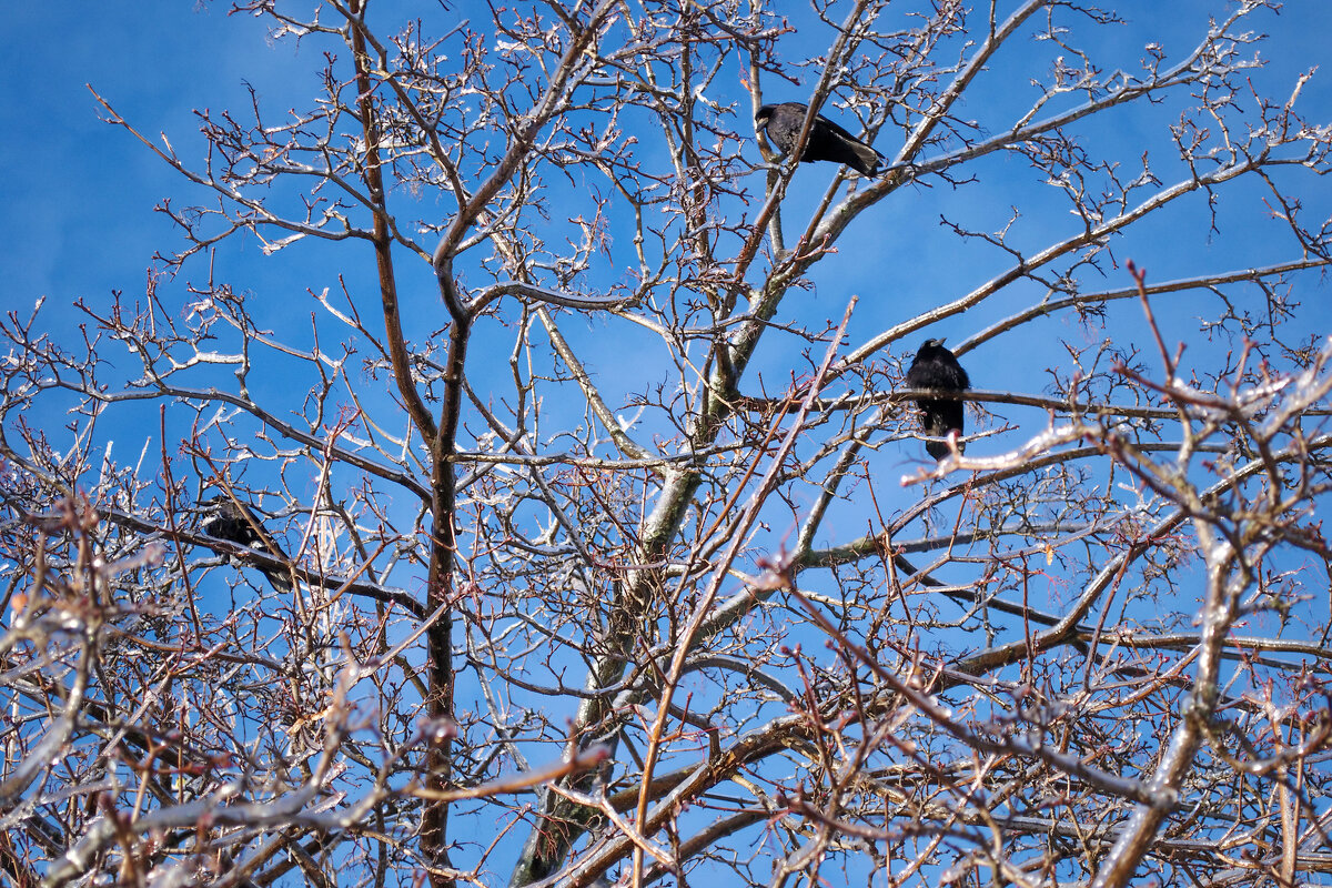 вороны сидят на обледеневших ветках дерева - Александр Лычагин