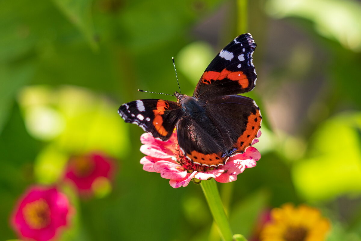 Красный адмирал. - Анатолий. Chesnavik.
