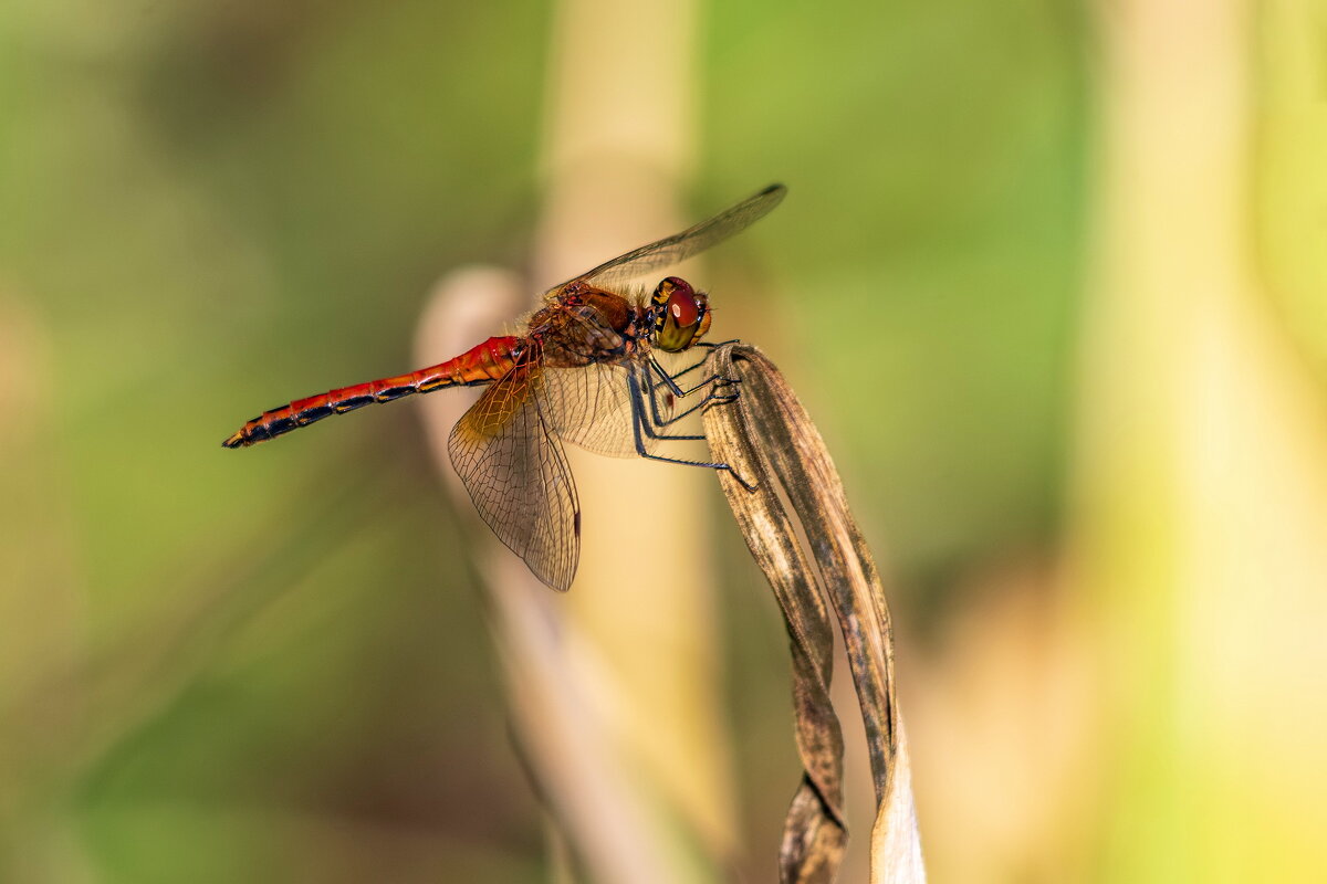 Посадка 2. - Анатолий. Chesnavik.