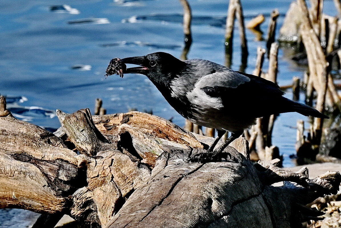 А что на обед... - Николай Саржанов