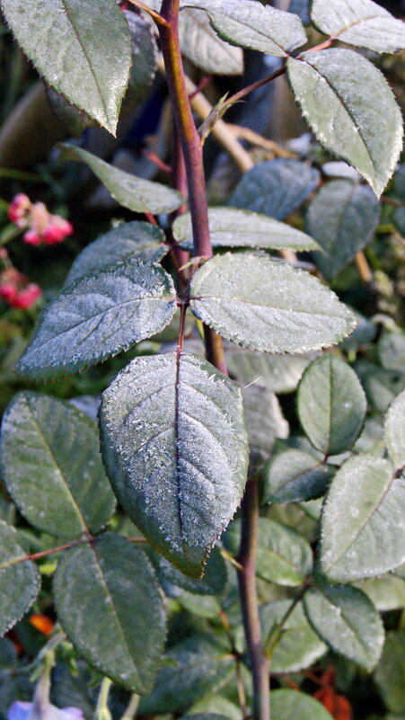 Листья розы в инее. - сергей ермошкин