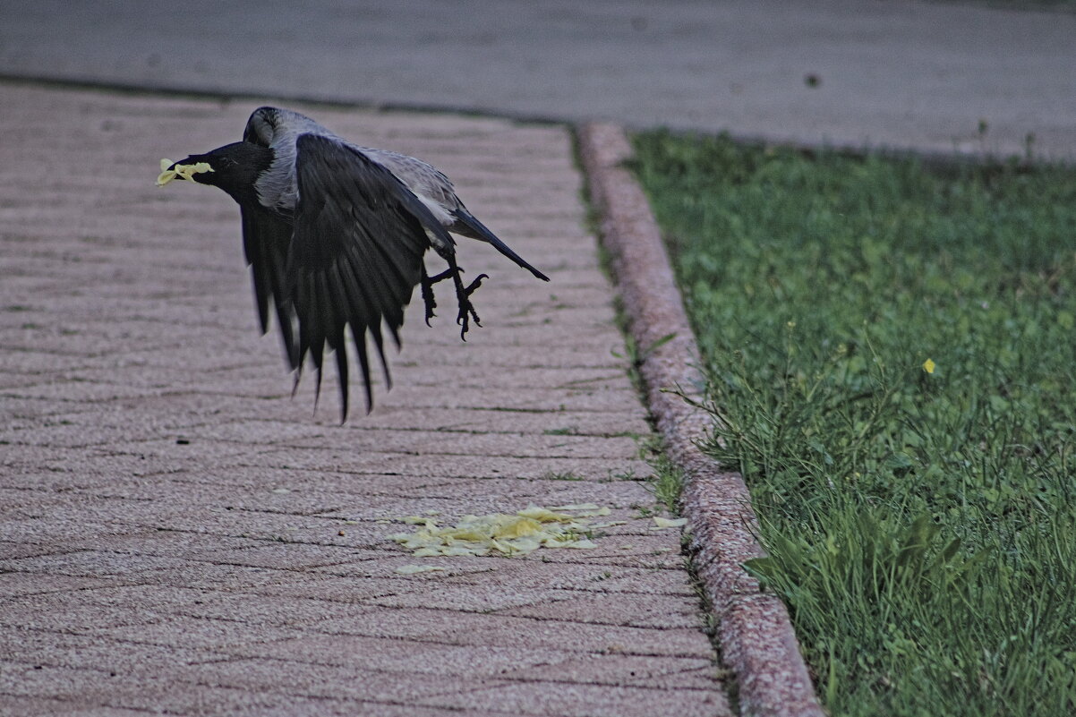 Ура чипсы ,чипсы чипсыыы ))) - Giant Tao / Ура чипсы ,чипсы чипсыыы ))) - Giant Tao /