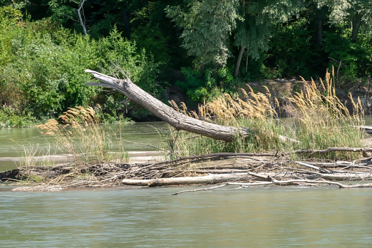 Река Кубань и деревья - Игорь Сикорский