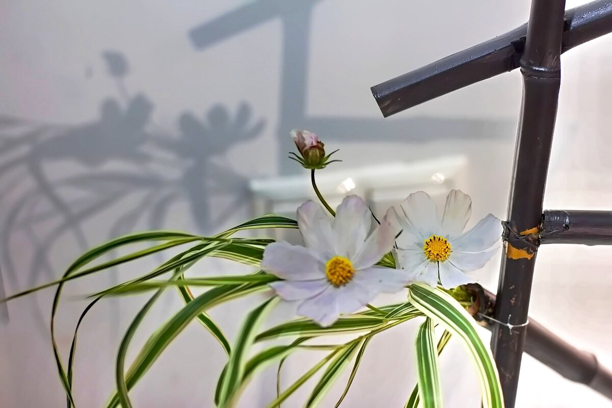 Икэбана - Тамара Вебер