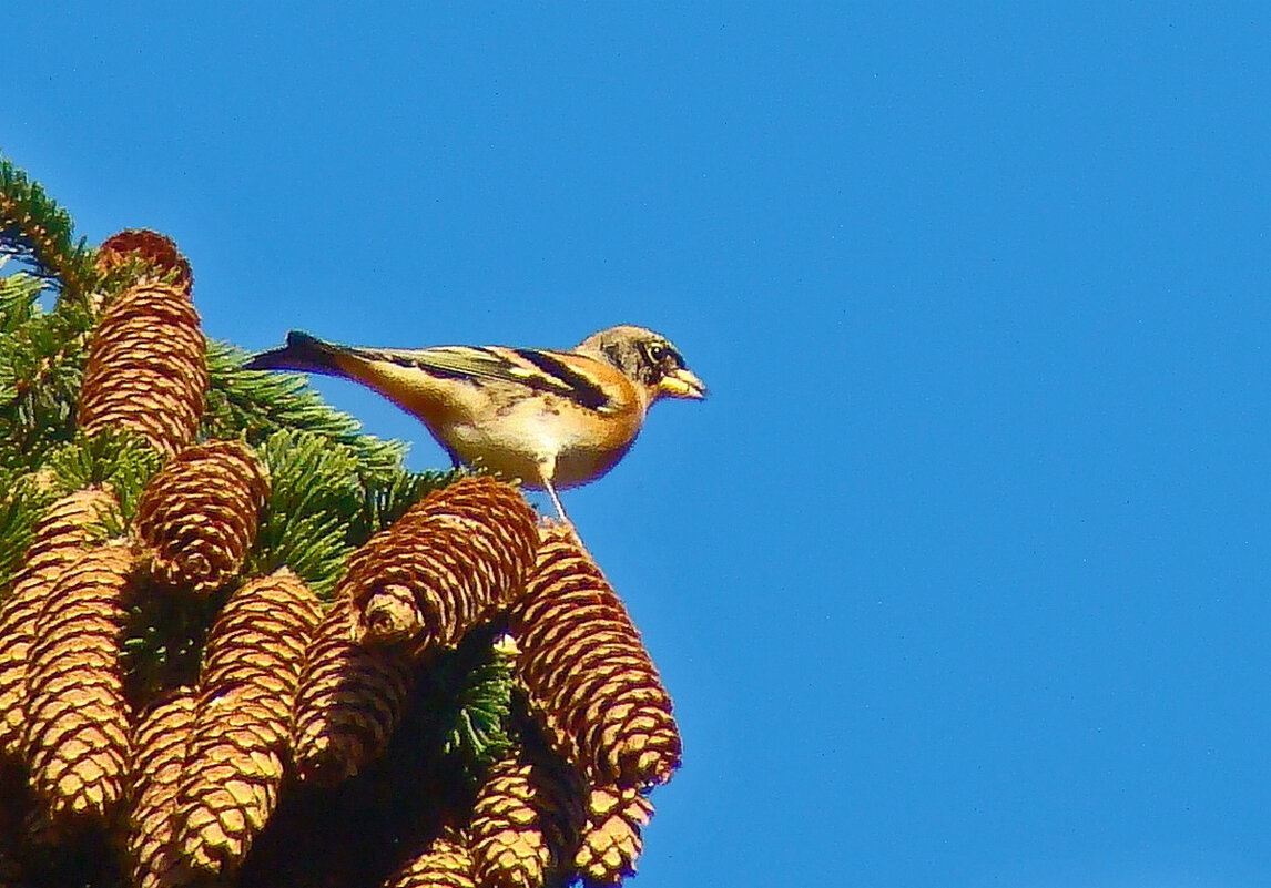 вьюрок или юрок - gawrilа - dan