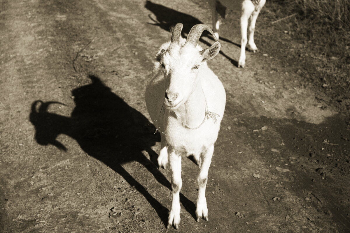 Коза - Денис Безногов