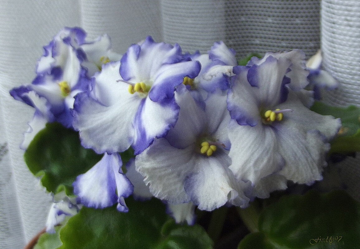 Фиалки - Freddy 97