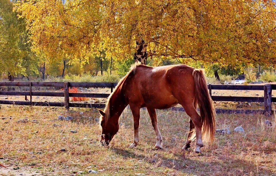 осіннє - Степан Карачко