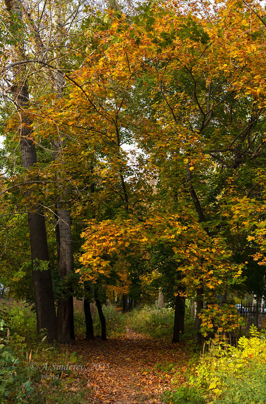 Осенняя природа - Александр Синдерёв