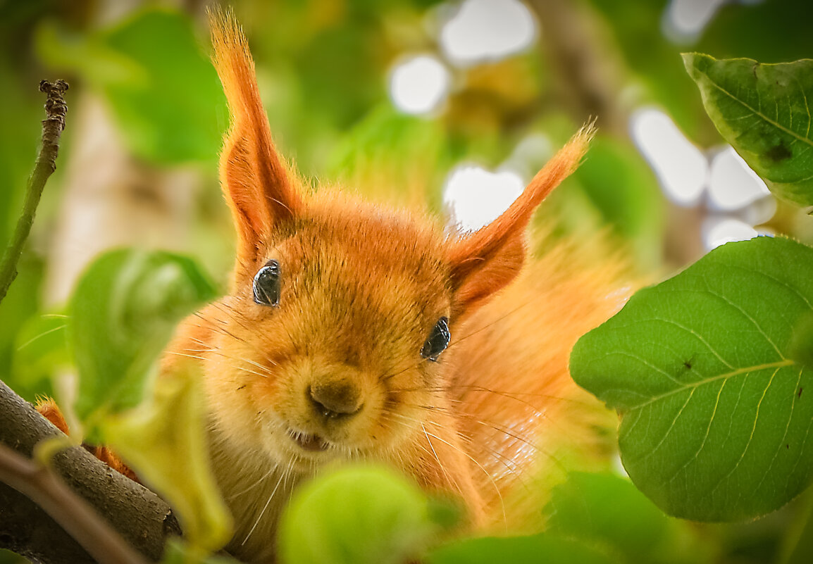 Проказница. - юрий Амосов