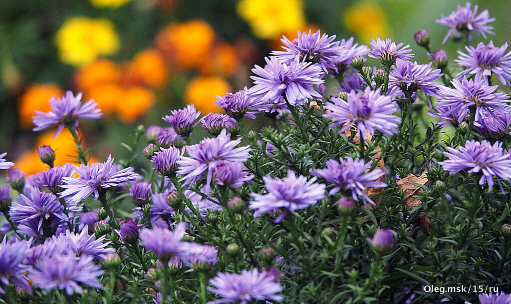 осень в городе - Олег Лукьянов