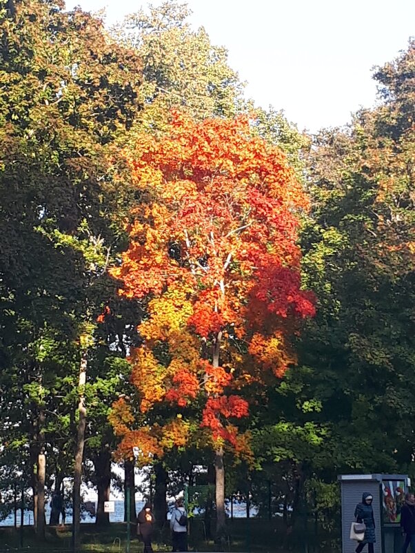 ... - Надежда 