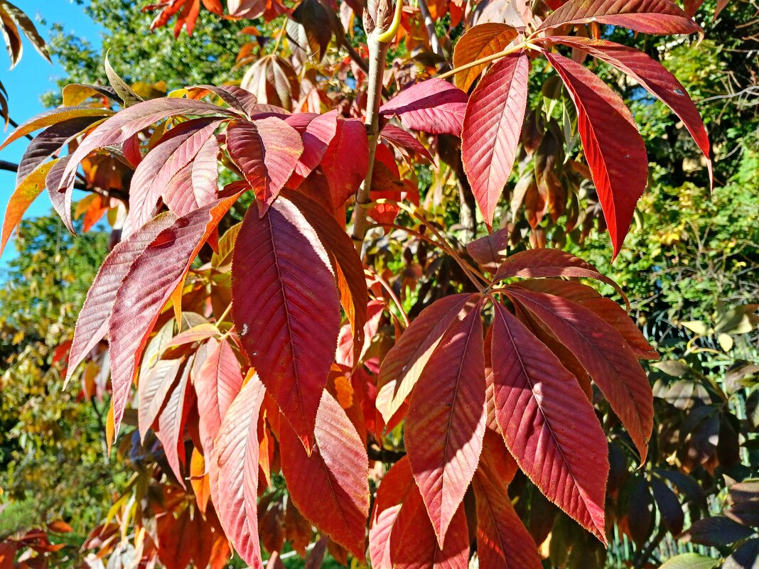 Художница осень. - Лия ☼