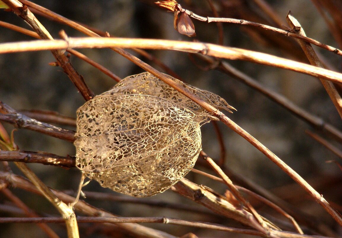 "Будет апрель!" Ю.Левитанский - Syntaxist (Светлана) "Будет апрель!" Ю.Левитанский - Syntaxist (Светлана)