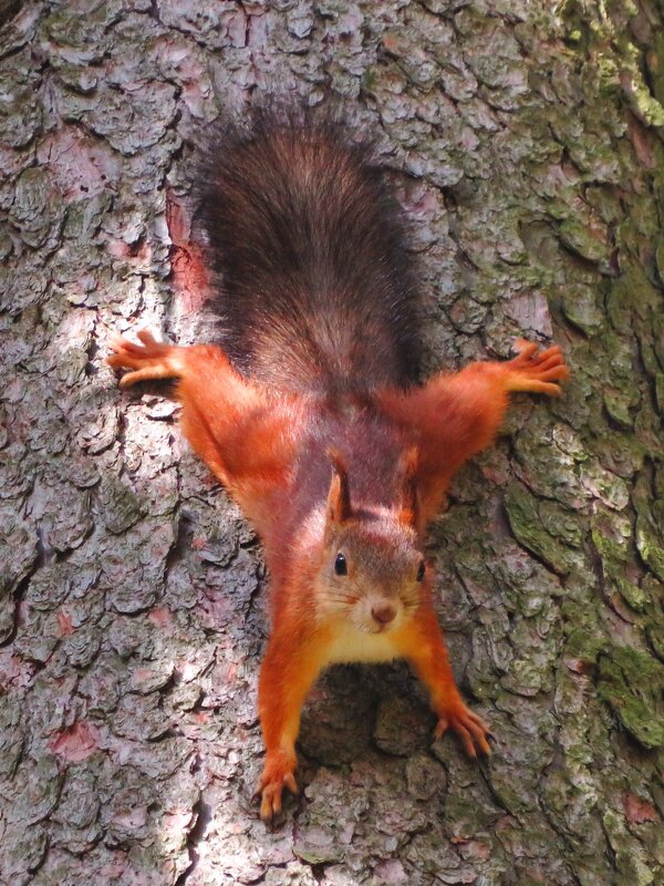 Вниз головой - Андрей Снегерёв