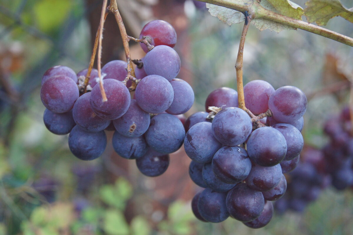 Виноград - Глеб 