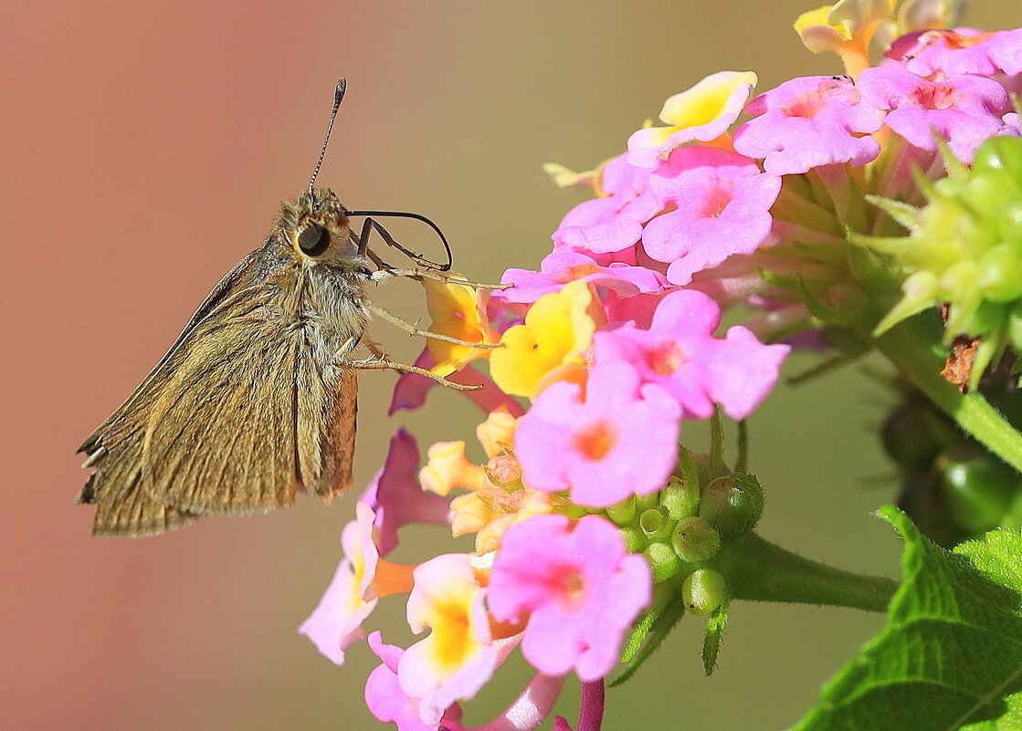 На цветке. - Оля Богданович