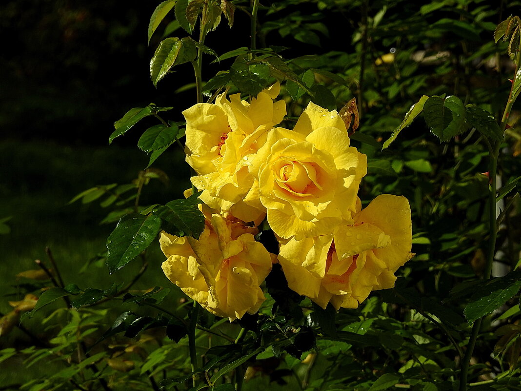 ******** - ИННА ПОРОХОВА ******** - ИННА ПОРОХОВА