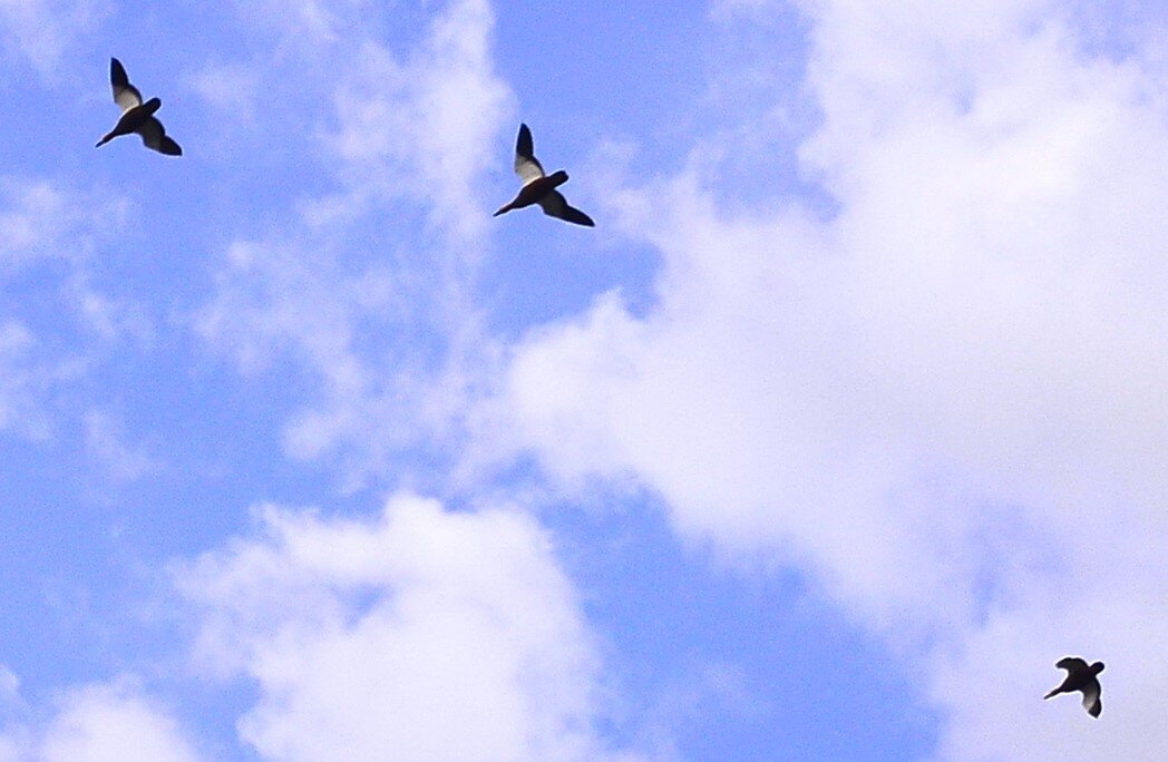 Высоко в небе. - Василий Палий