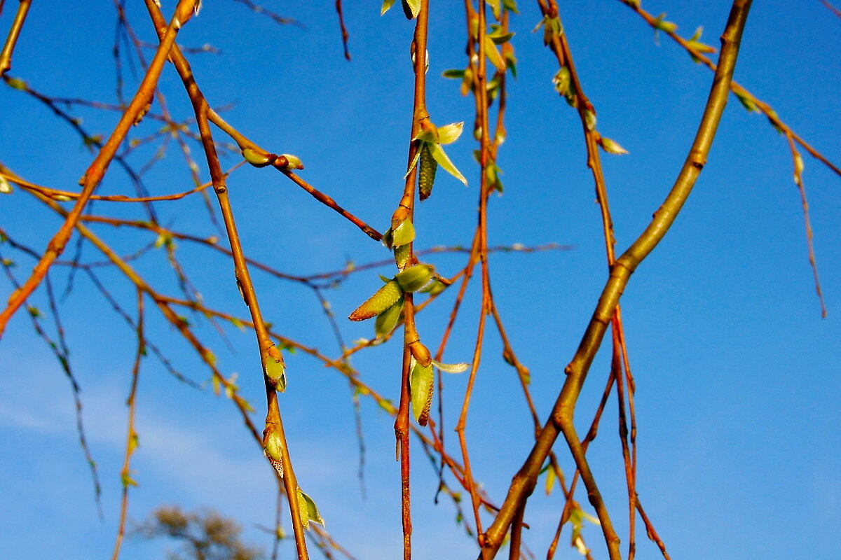 Природа просыпается... Весна... - Игорь Тельцов