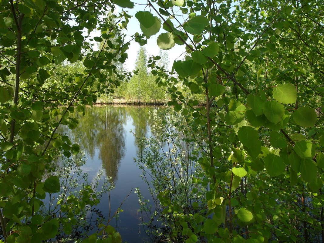 лесное озеро - Владимир 