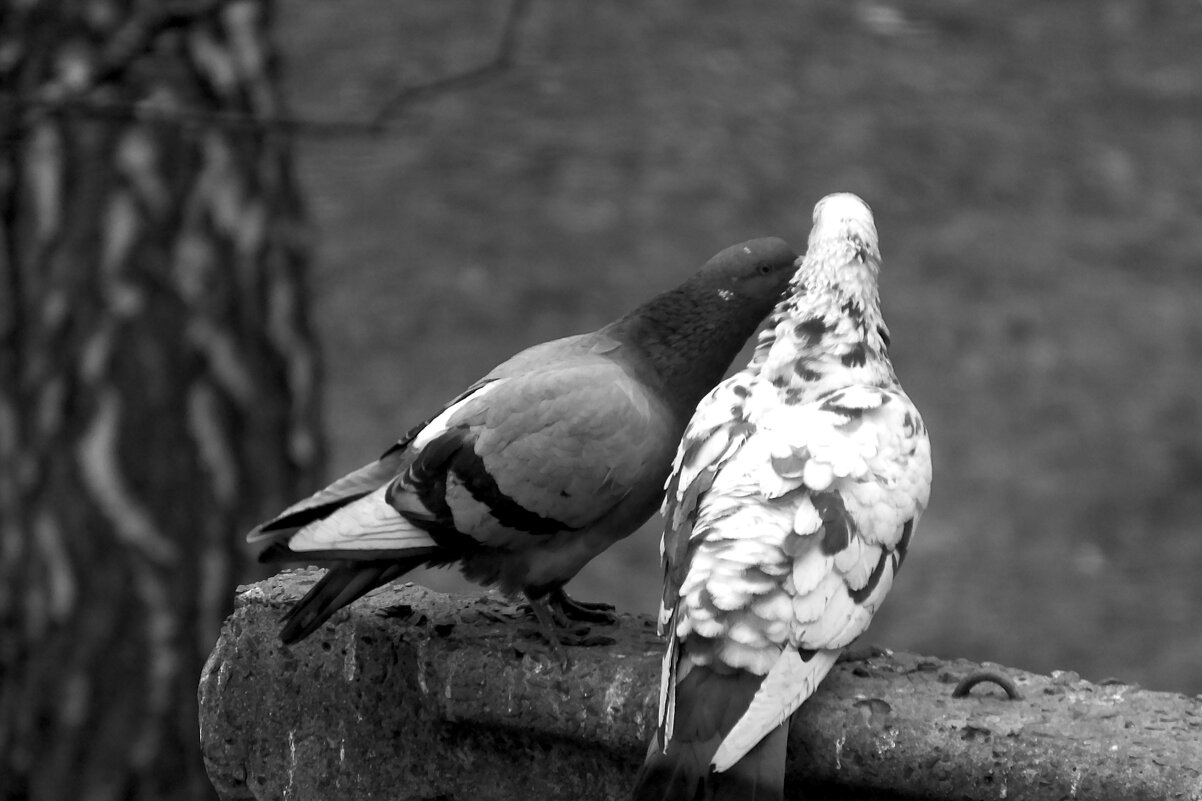 *** - Сергей Сергеев