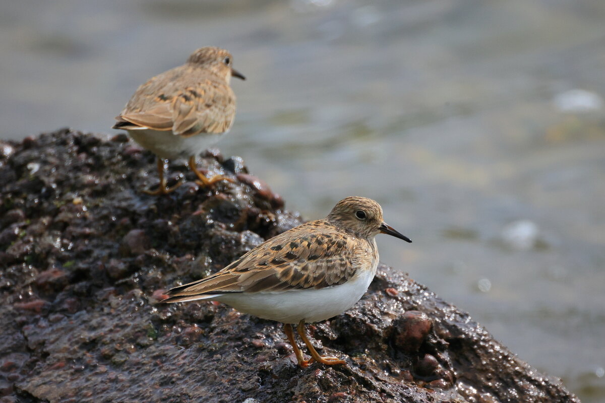 Кулики - Владилен Панченко