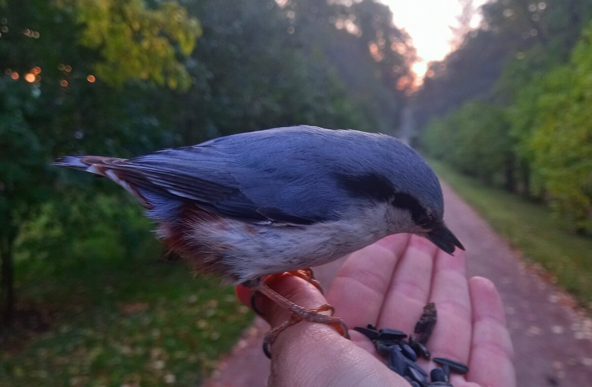 Поползень - Сапсан 