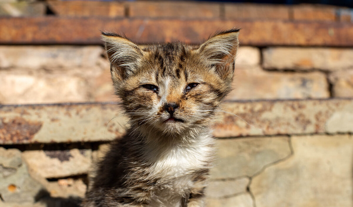 Пиончик - Владимир Иванович Пиончик - Владимир Иванович