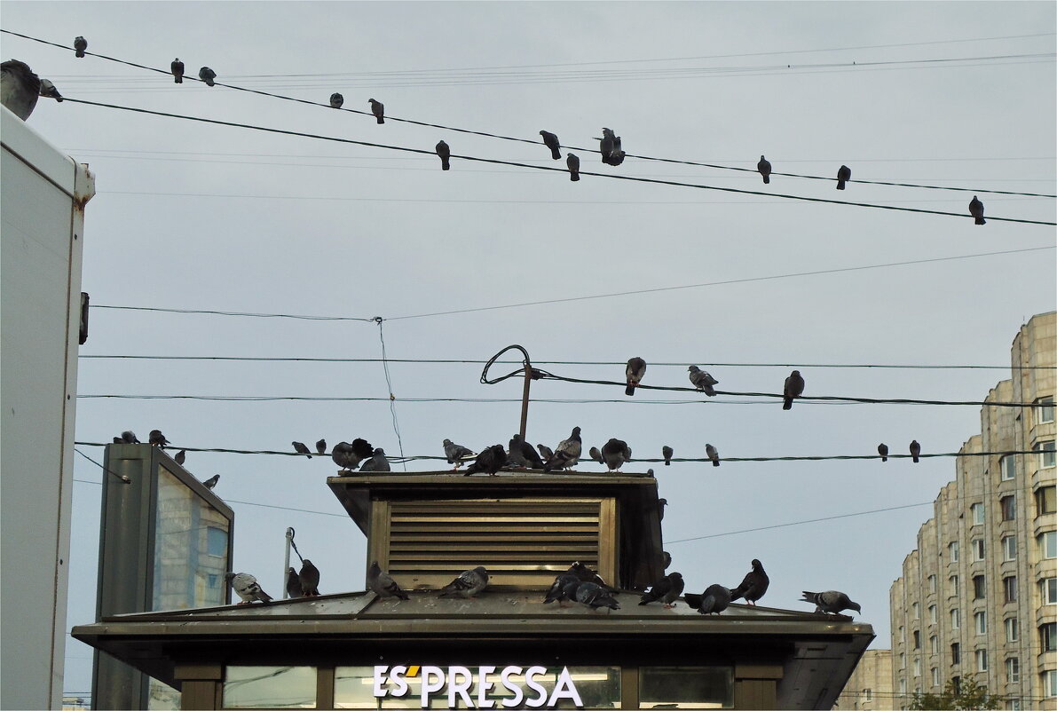 информбюро - sv.kaschuk 