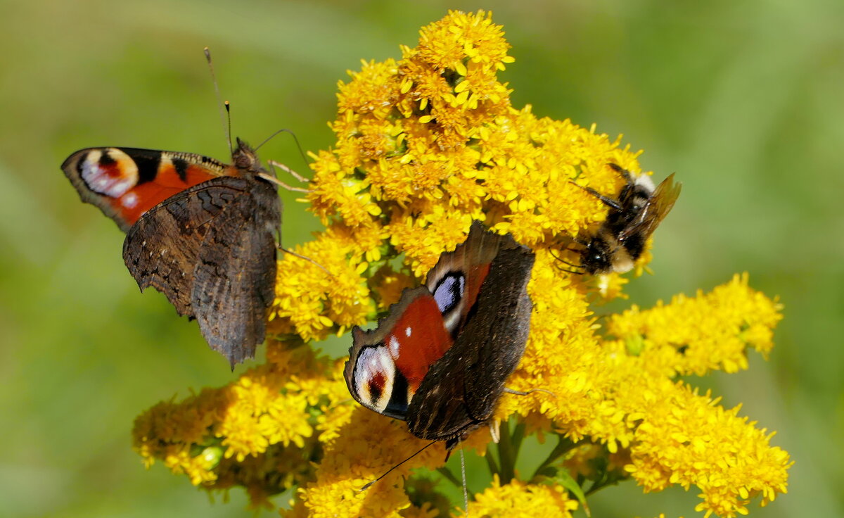 опять про бабочек 41 - Александр Прокудин опять про бабочек 41 - Александр Прокудин