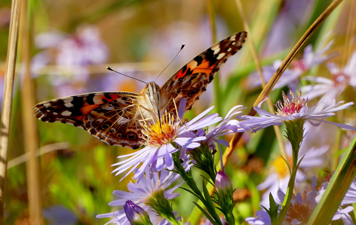 опять про бабочек 44 - Александр Прокудин