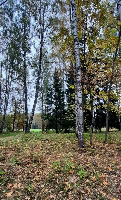 Осенний Павловск - Наталья Герасимова