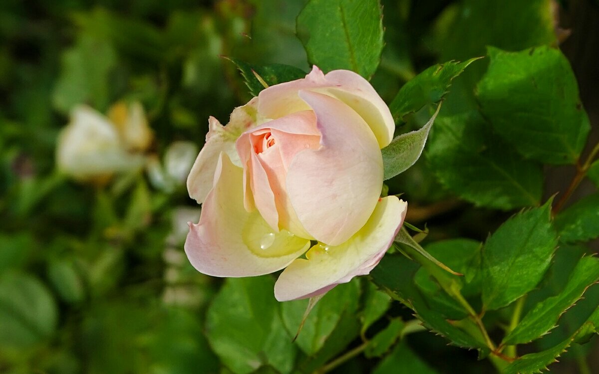 Цветёт роза в октябре. - Милешкин Владимир Алексеевич 