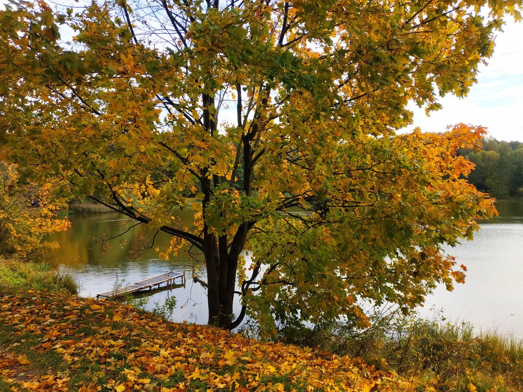 Зрелая осень - Андрей Лукьянов