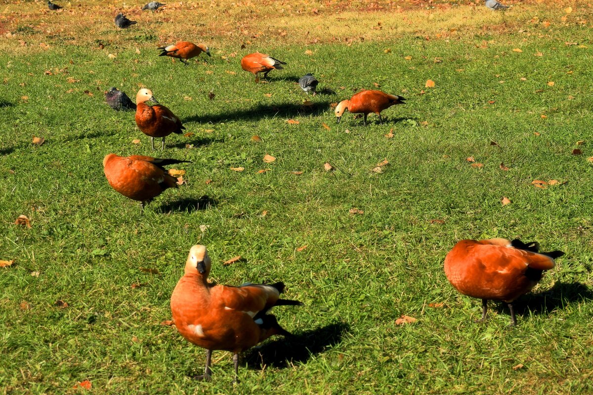 Оранжевые, цвета осени. - Татьяна Помогалова
