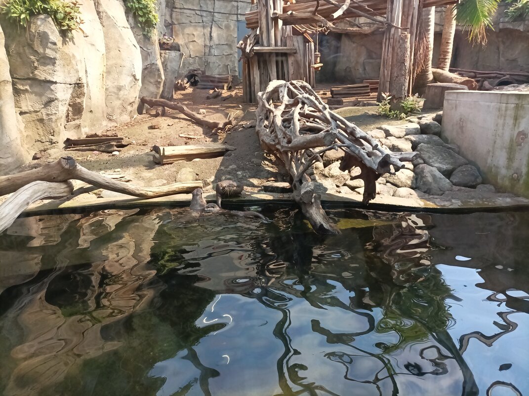 В павильоне Тропического леса - Veera V