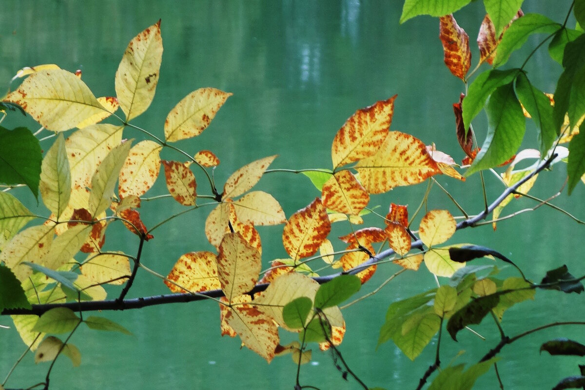 Сентябрьский этюд - Рита Симонова