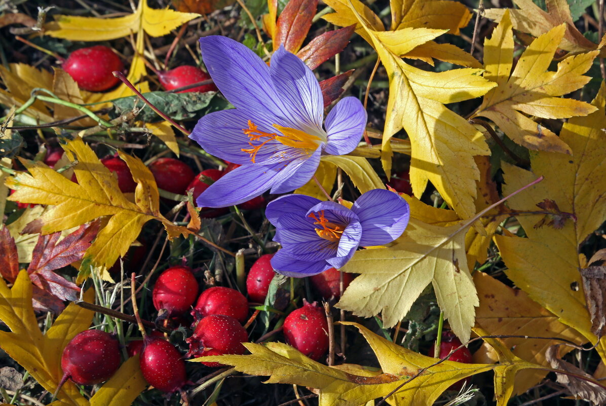 Ботсад МГУ 4 октября - Михаил Бибичков