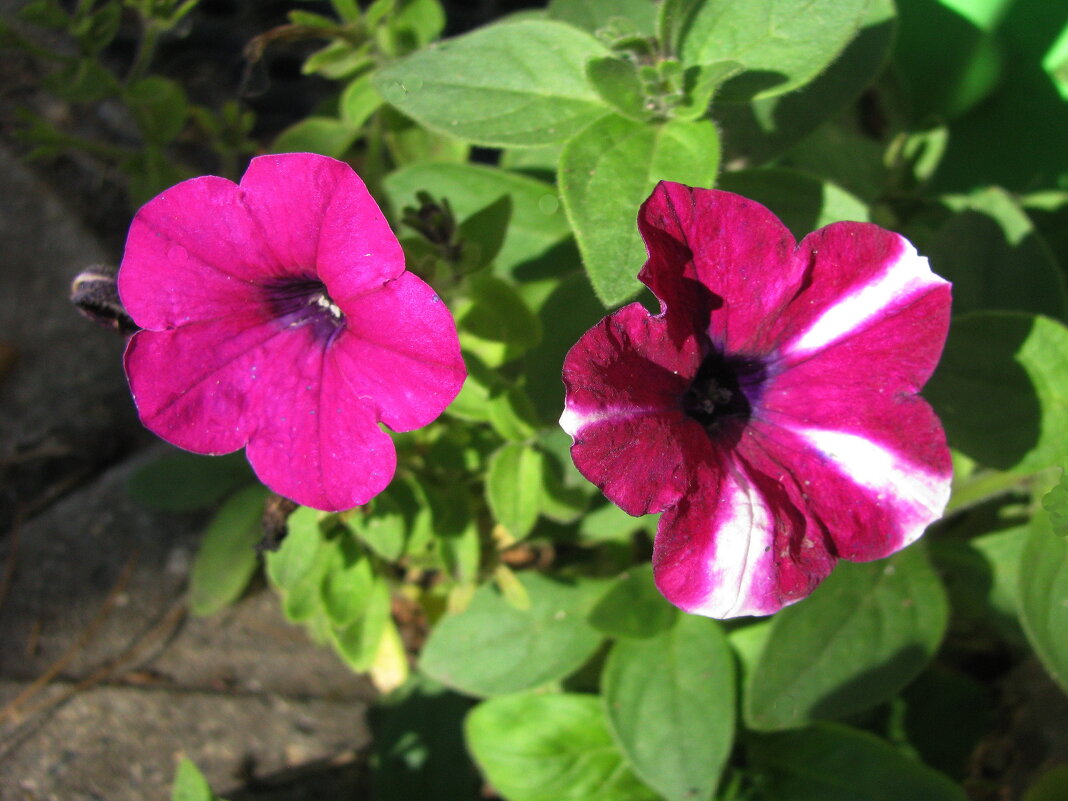 Красотки - Людмила Смородинская