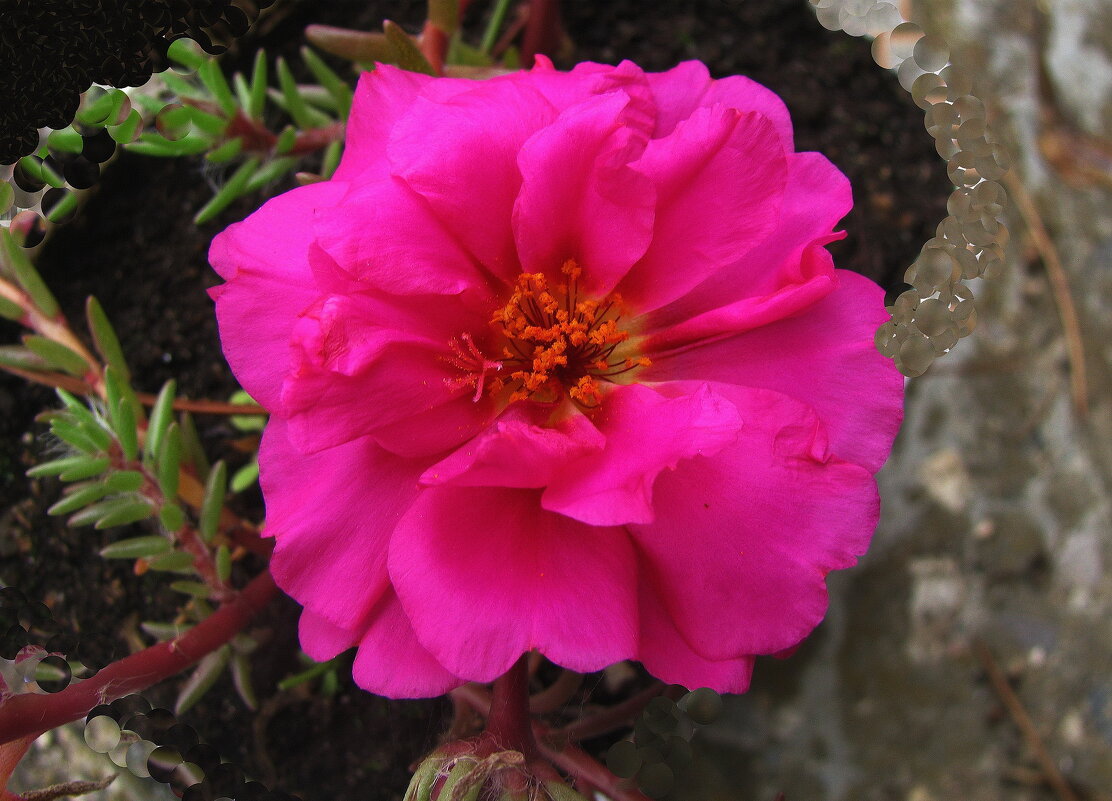 Портулак цветёт - Людмила Смородинская