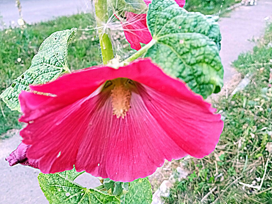 Цветы. - Владимир Драгунский