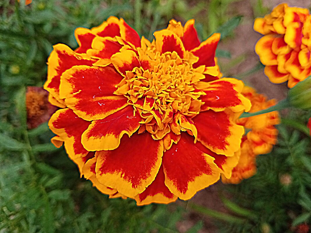 Цветы. - Владимир Драгунский Цветы. - Владимир Драгунский