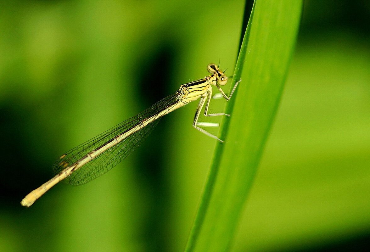 Макро мир вокруг нас... - Николай Саржанов