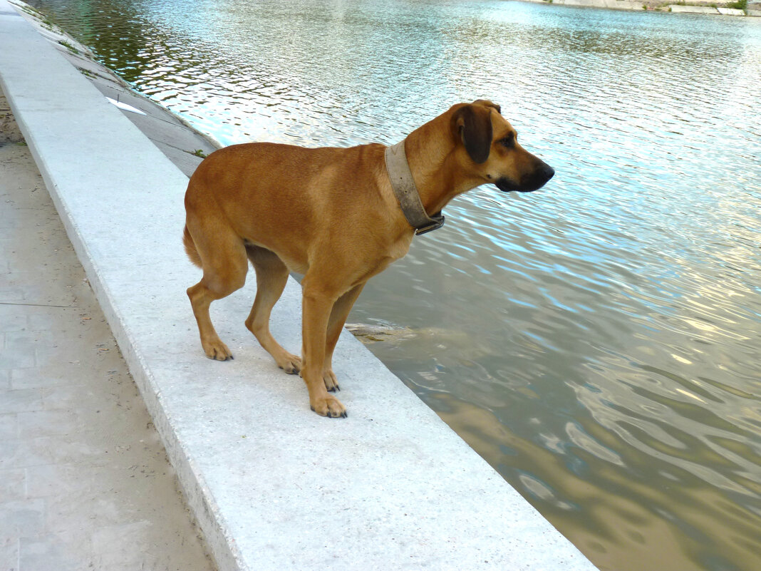 Сторож  наблюдает - Валентин Семчишин