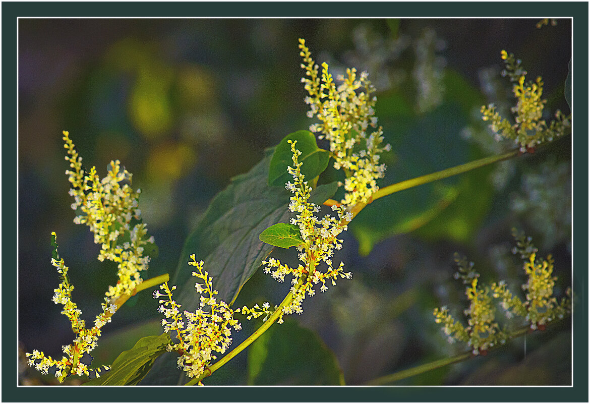 Сентябрьская фотозарисовка - Владимир Кроливец