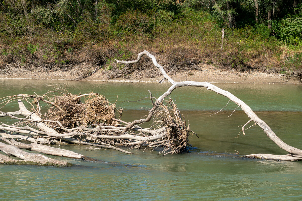 Река Кубань и деревья - Игорь Сикорский
