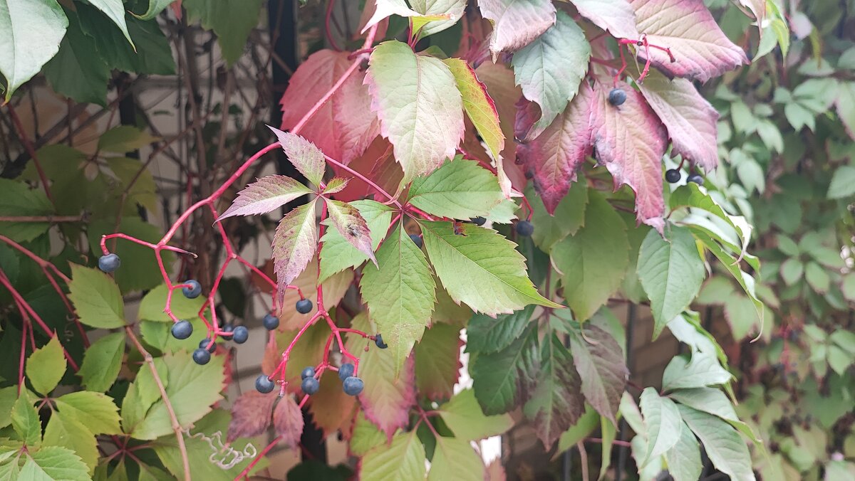 ,,, - Сергей Тимоновский